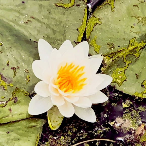 Meet your Posher, Nelly - Picture 1 of 1